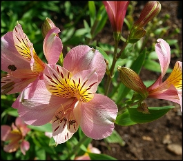 fleurs sans danger pour les chiens -alstroemère